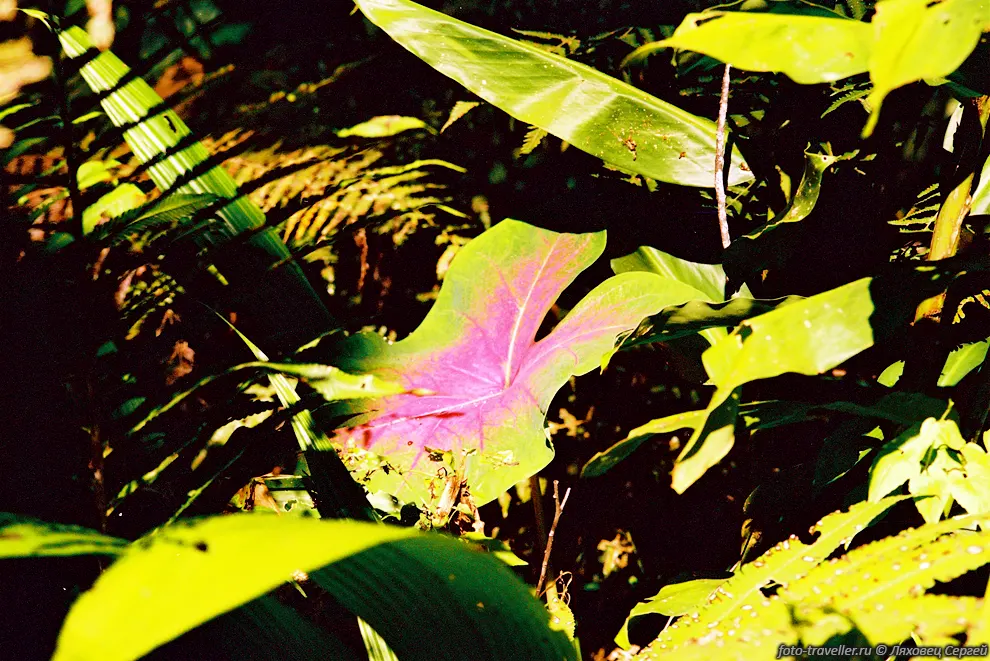 Ароидные (Aroids, Araceae).