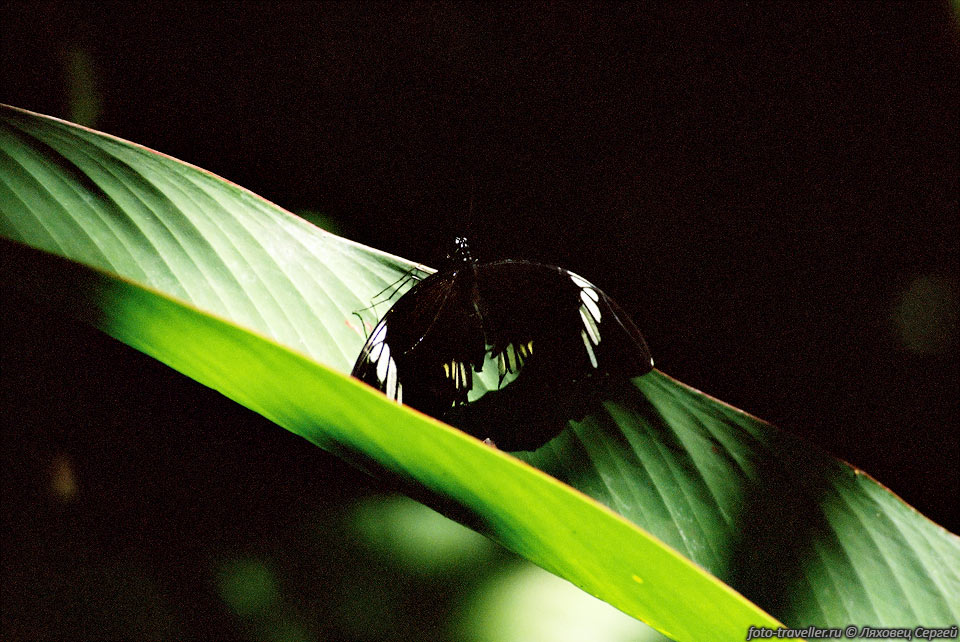 В Малайзии особенно многочисленна фауна насекомых.
Около 150 тысяч видов, в том числе 1000 видов бабочек.