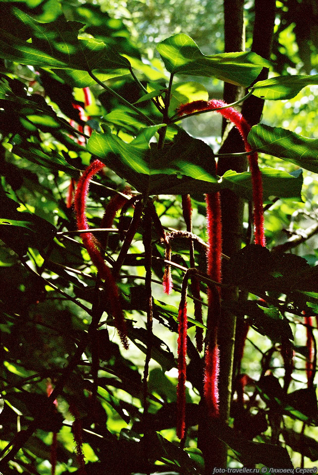 Акалифа щетинистоволосистая (Chenille Plant, Acalypha hispida).