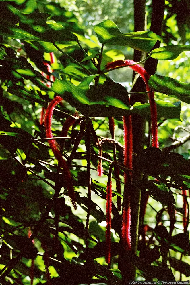 Акалифа щетинистоволосистая (Chenille Plant, Acalypha hispida).