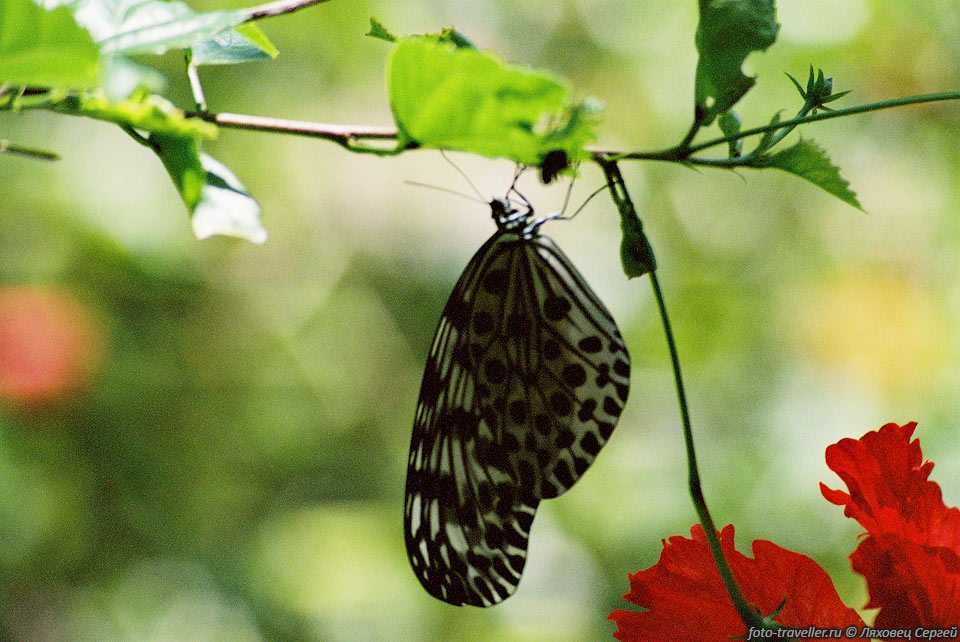 Возле горячих источников горы Кинабалу находится питомник бабочек