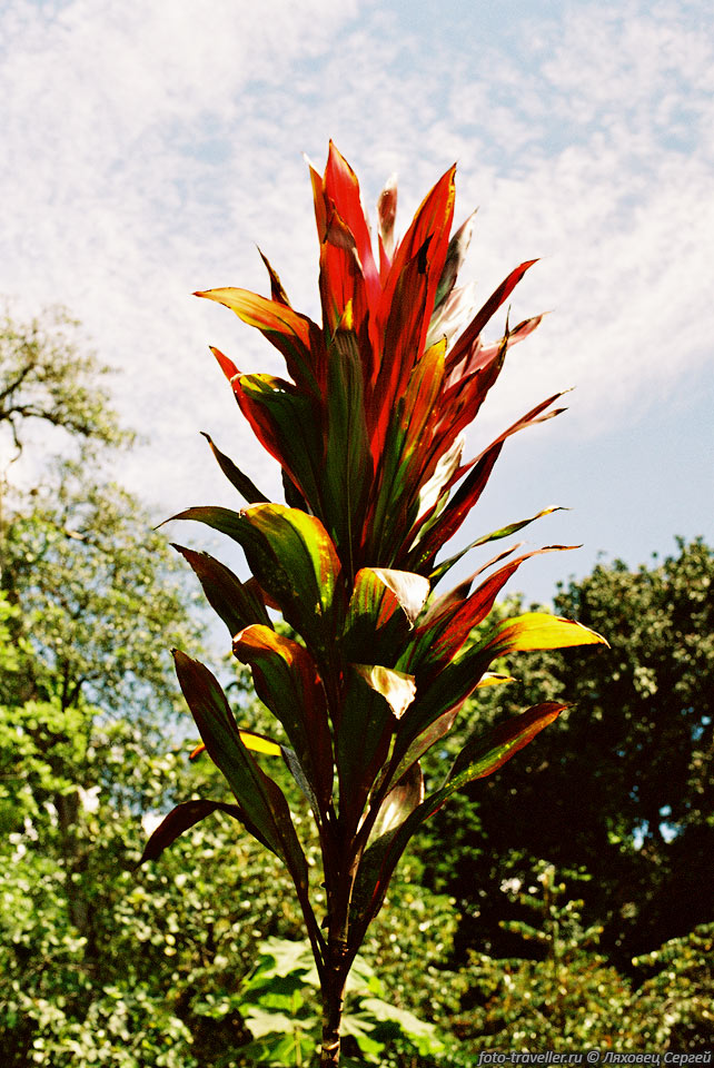 Тропическое растение.