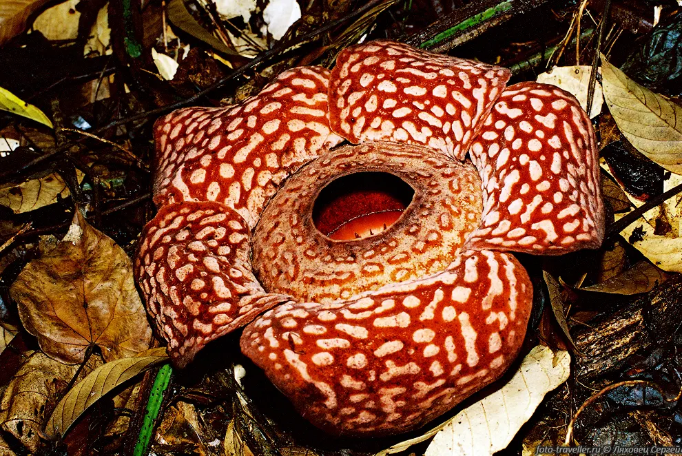 Раффлезия, трупная лилия (Rafflesia, bunga patma - цветок лотоса).