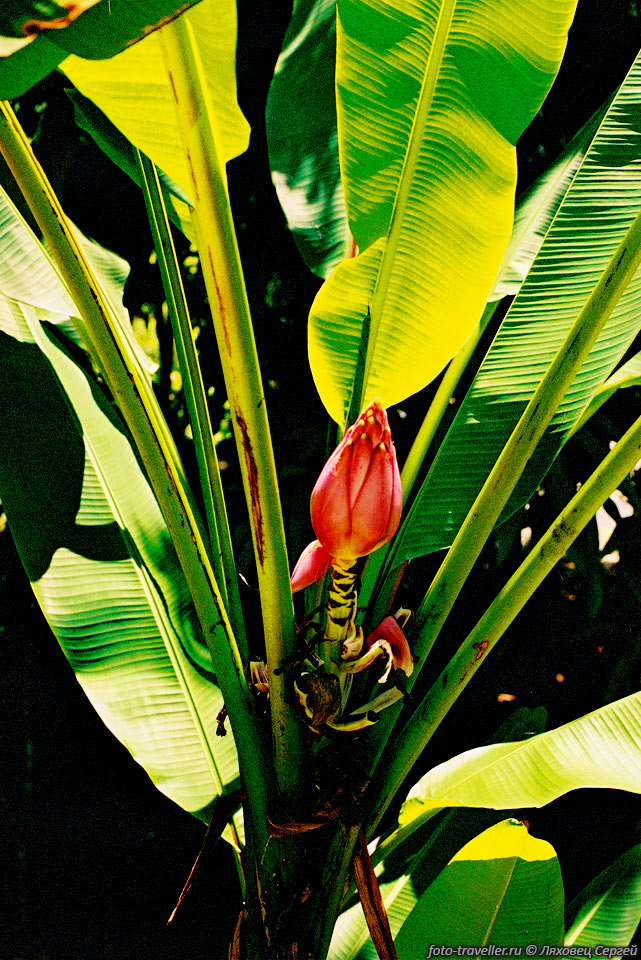 Цветок банана