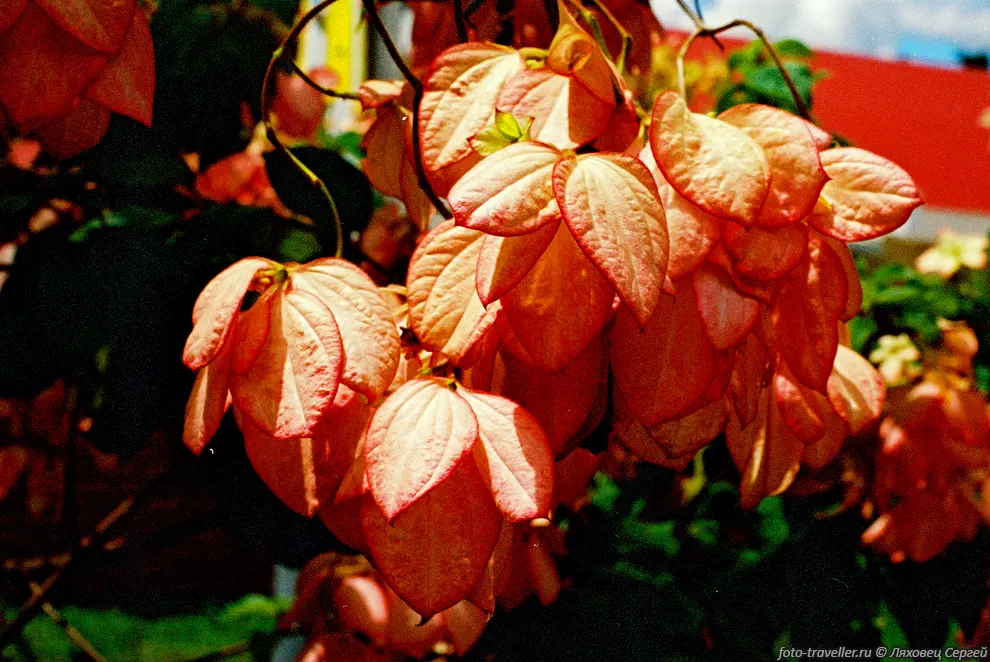 Муссенда (Virgin Tree, Mussaenda sp.).