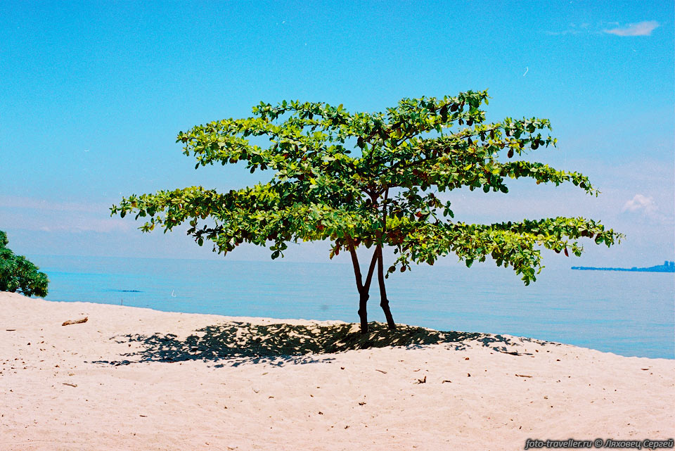 Мангровое дерево на пляже