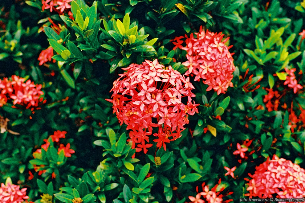 Иксора ярко-красная (Ixora, Ixora sp.).