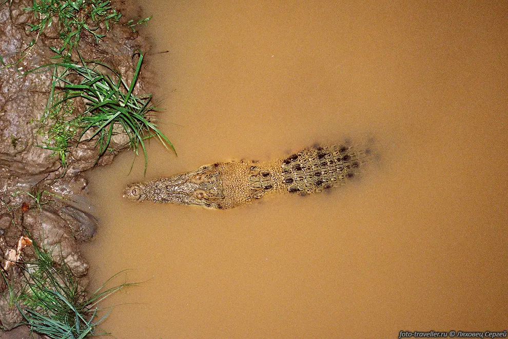 Крокодил (Crocodile, Crocodylia).