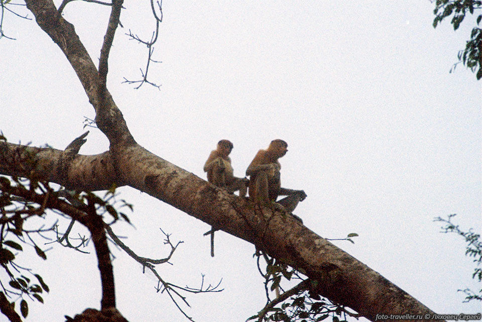 Носач, носатая обезьяна, или кахау (Proboscis monkey, Nasalis 
larvatus).