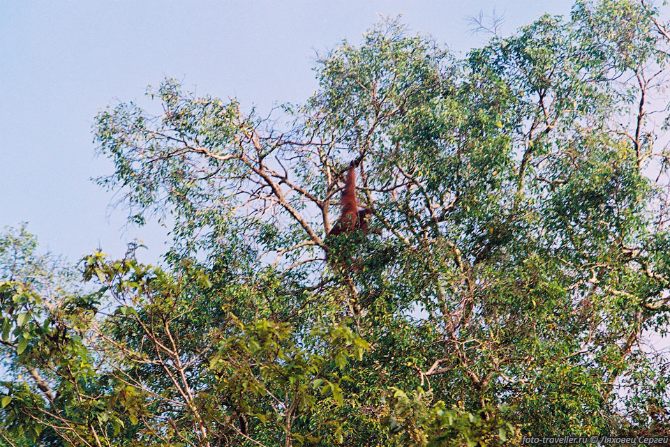 Орангутан (Orangutan, Pongo pygmaeus).