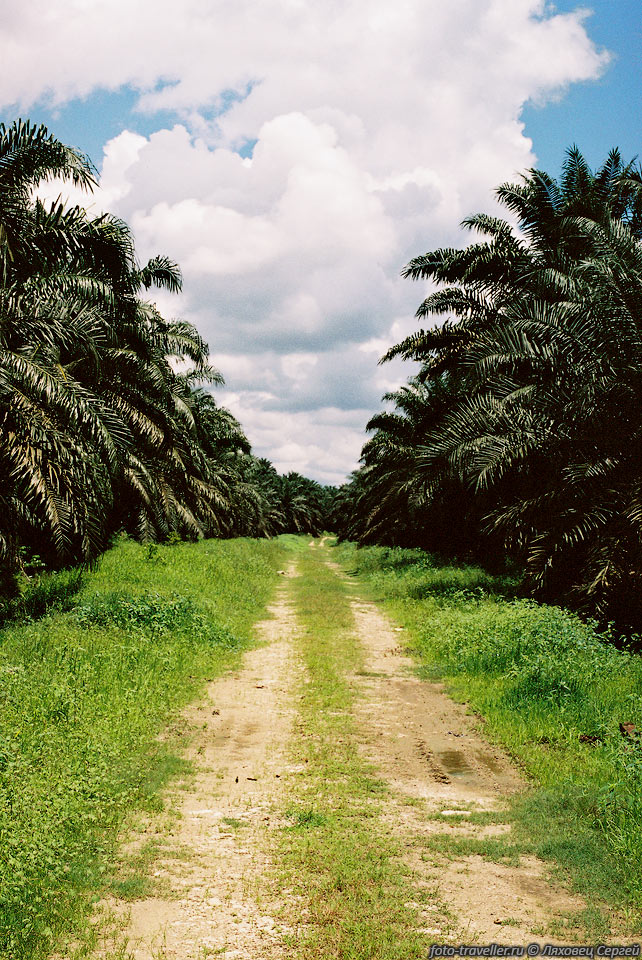 Плантация масличной пальмы (Oil Palm, Elaeis guineensis).