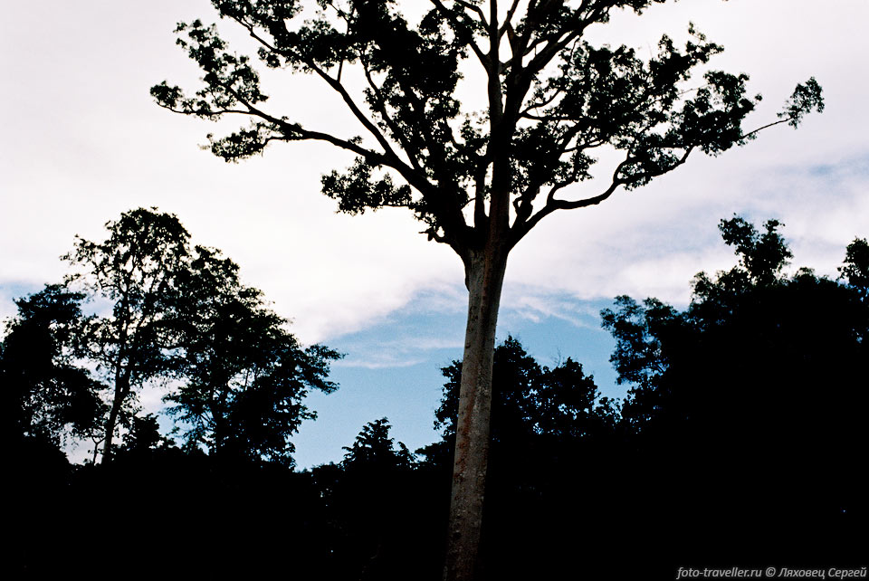 Почвенно-климатические условия Малайзии весьма благоприятны для 
развития густых влажных тропических лесов. Большая их часть распространена на Борнео. 
Влажные тропические леса отличаются видовым разнообразием. В них произрастает около 
8000 видов цветковых растений, 3000 - древесных, 1000 - орхидей, 300 - пальм, 60 
- бамбука, 500 - папоротников. Леса имеют трехъярусное строение. Обычно высота верхнего 
яруса 40-50 м, но отдельные деревья достигают 80 м. Во влажных тропических лесах 
растут такие ценные породы деревьев из семейства диптерокарповых, как меранти, ченгал, 
керуинг, капур, балау. Кроме того, распространены кемпас, мербау, ньятох, рамин 
и др. Характерно обилие эпифитов, вьющихся растений (пальма ротанг и др.) и лиан.