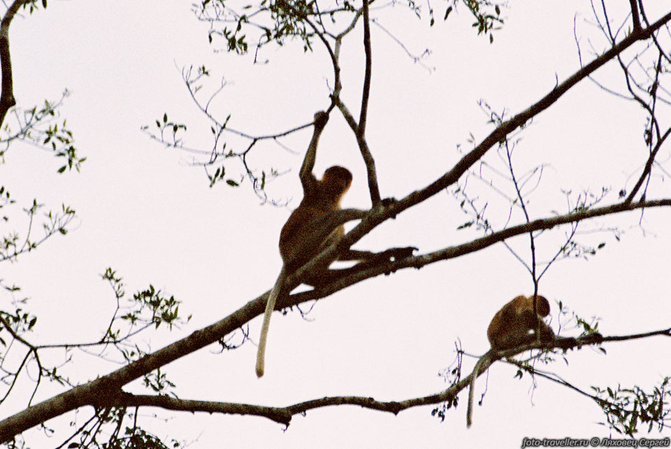 В лесах Малайзии много обезьян:
орангутан, четыре вида гиббонов, несколько видов макак, лори.