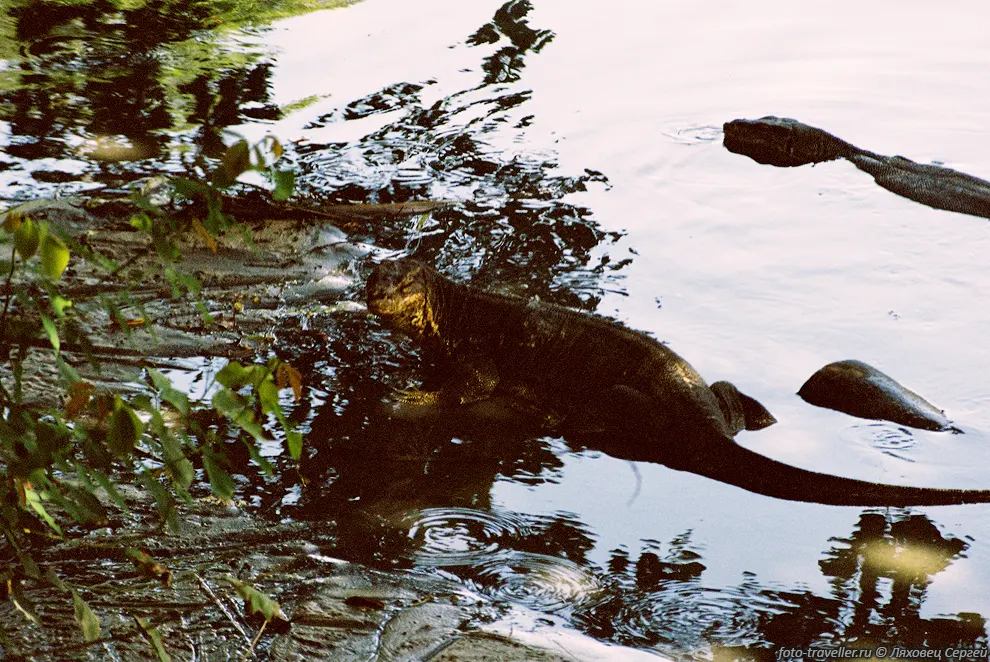 Вараны (Monitor Lizard, Varanidae).