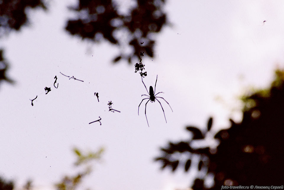 Огромные пауки плетут толстую паутину