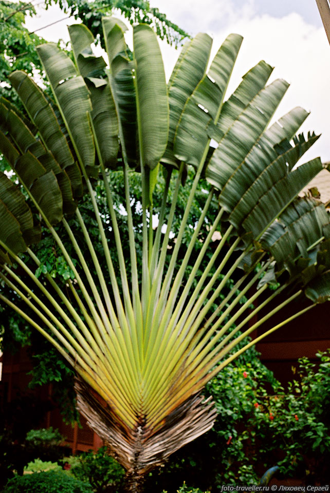 Дерево путешественников (Traveler's Palm, Ravenala madagascariensis).