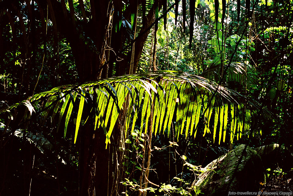В джунглях острова Тиоман