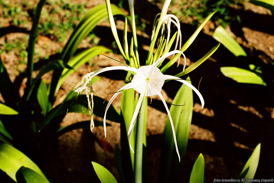 Кринум азиатский (Spider Lily, Crinum asiaticum).
