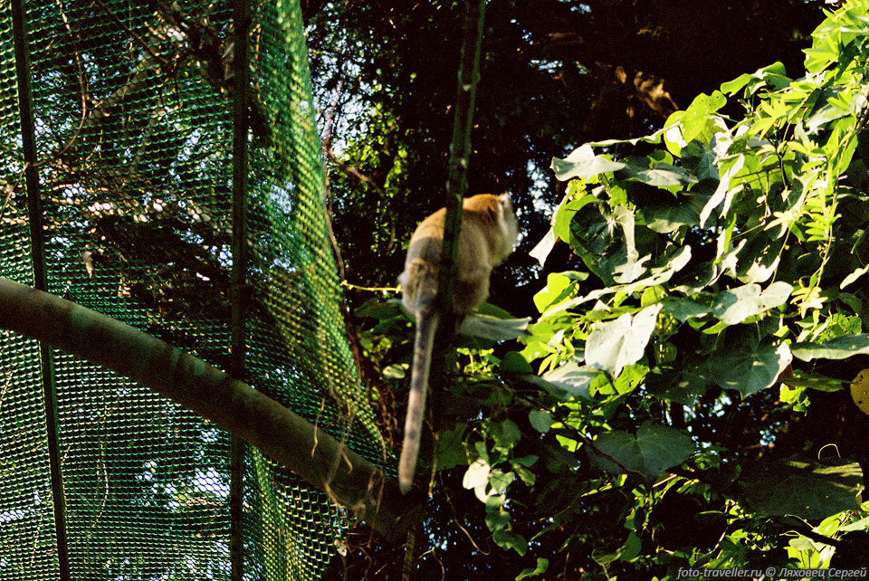  На острове живет множество обезьян, которые совсем не боятся 
туристов