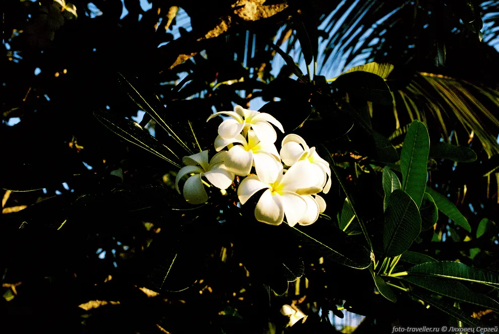 Плюмерия (Frangipani, Plumeria sp.).