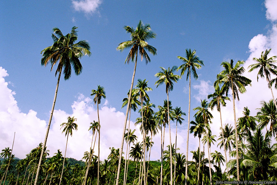 Спички кокосовых пальм