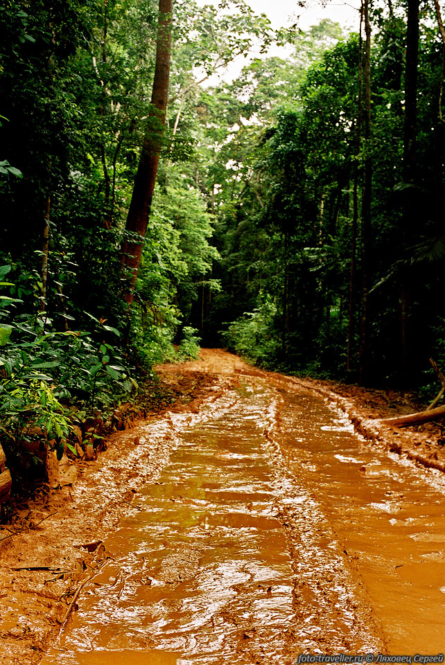 Тропическая дорога из поселка Текек в поселок Джуара на острове 
Тиоман