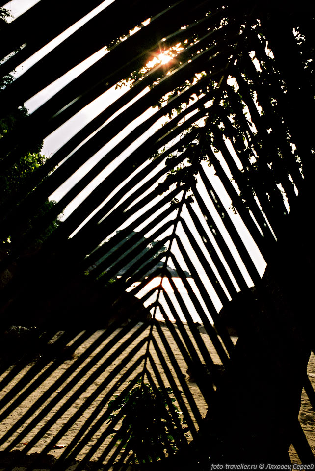 В тени листа пальмы
