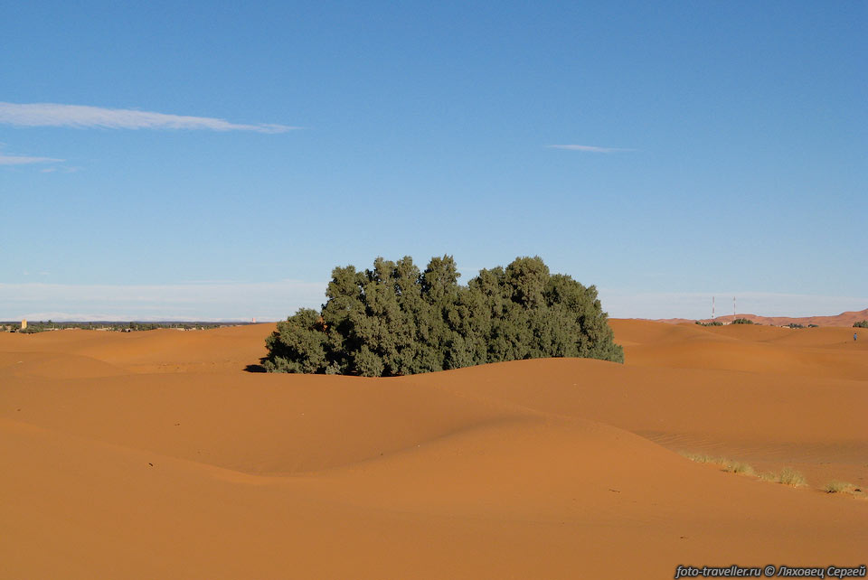 Зеленое дерево.
В Сахаре ежегодно наблюдается около 160 тысяч миражей.