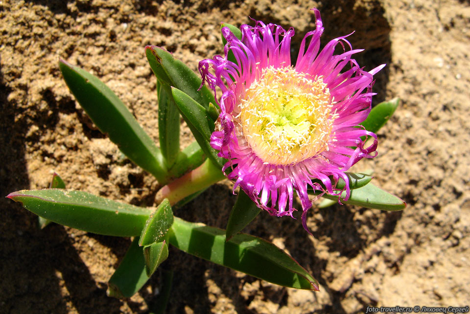 Марроканский цветок