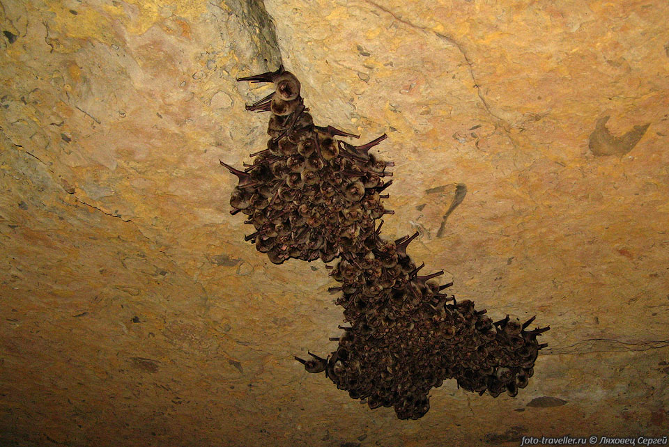 На потолке, не очень далеко от входа, 
живет большая колония летучих мышей, примерно 300 особей