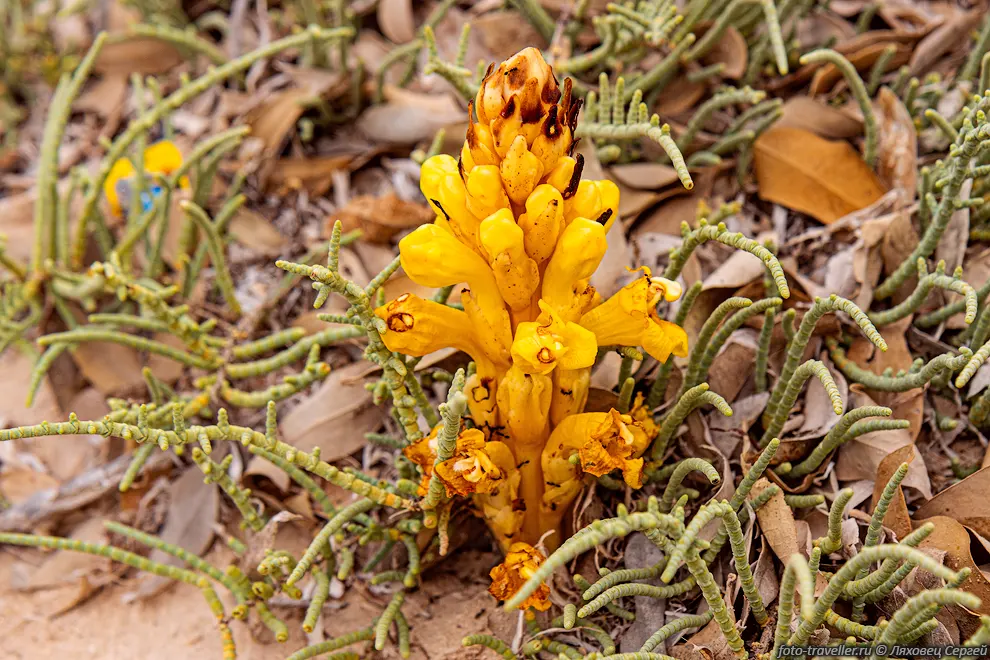 Растение семейства Норичниковые (Scrophulariaceae)