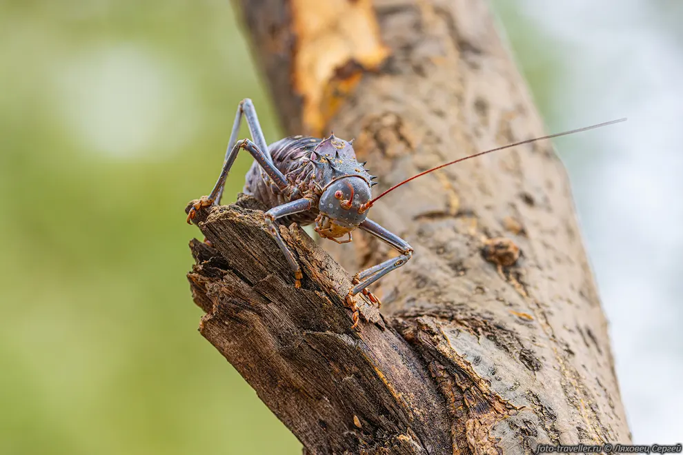 Бронированный кузнечик (Acanthoplus discoidalis).