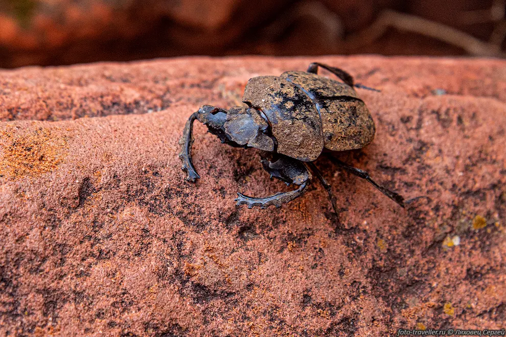 Pachylomera femoralis - вид черновато-серого навозного жука, который
широко распространен в лесных и саванновых регионах Африки к югу от экватора.