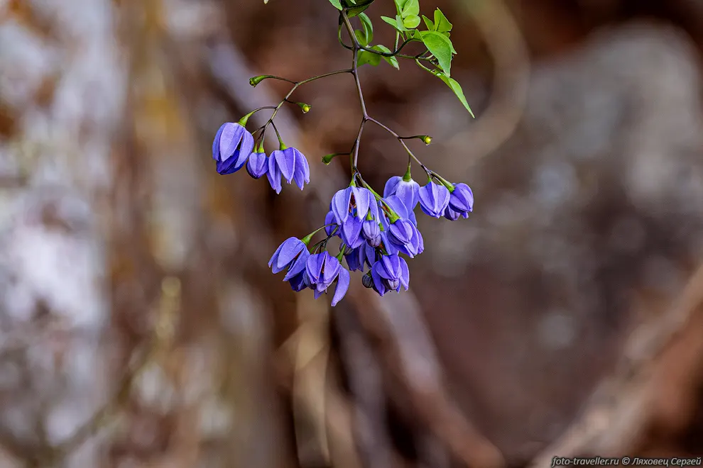 Паслён Сифорта, Бразильский паслён (Solanum seaforthianum) - токсичен
и несъедобен.