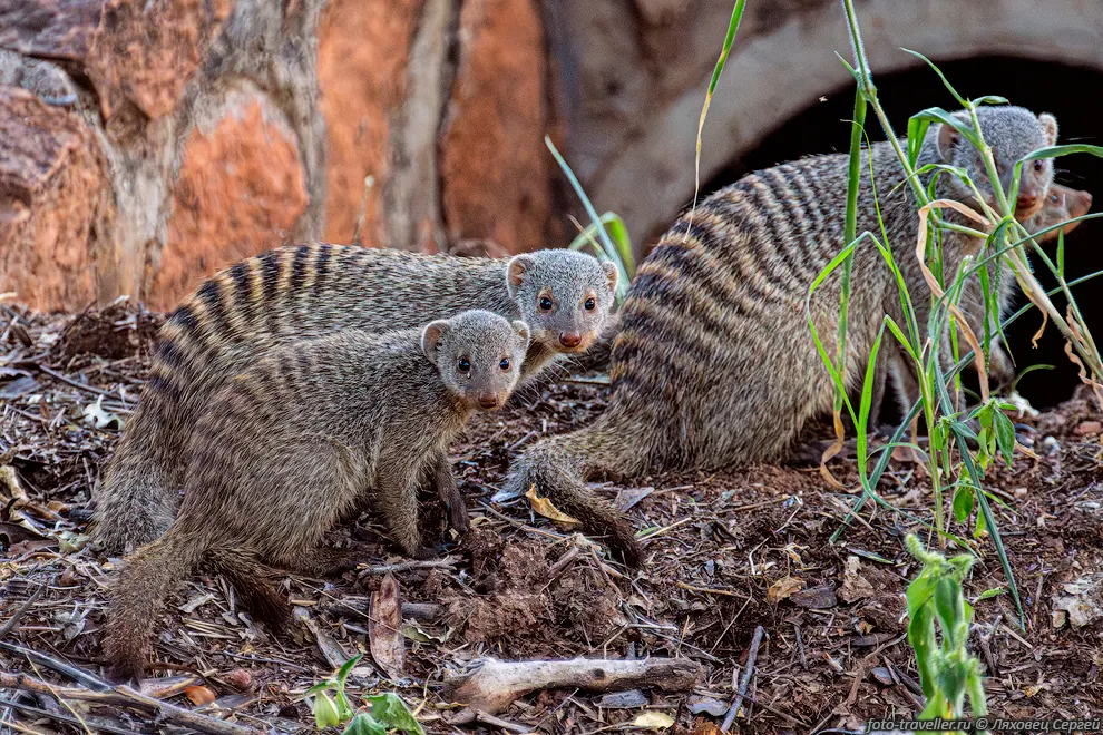 Полосатый мангуст, зебровый мангуст (Mungos mungo, Banded Mongoose)
обитает в саваннах и открытых лесах Восточной, Южной и Центральной Африки.