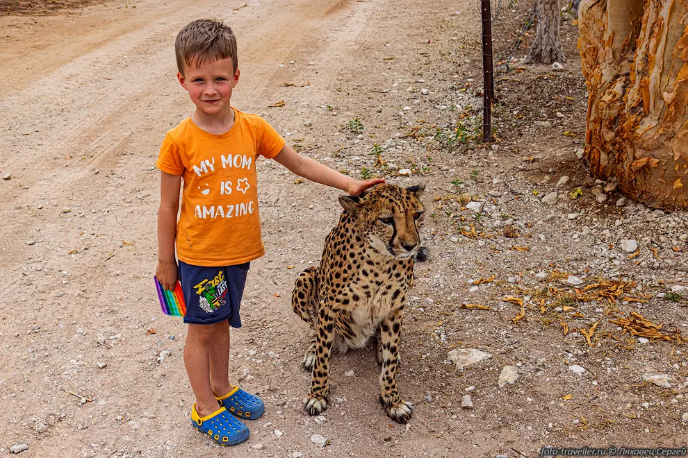 Ферма Оджитотонгве с прирученным гепардами (Otjitotongwe Cheetah
Guest Farm).