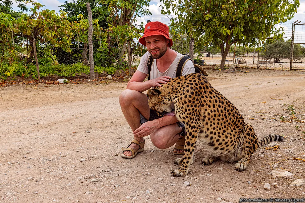 Гепард (Acinonyx jubatus) - хищное млекопитающее семейства кошачьих,
обитает в большинстве стран Африки, а также на Ближнем Востоке. Быстрейшее из всех 
наземных млекопитающих. За 3 секунды может развивать скорость до 120 км/ч.