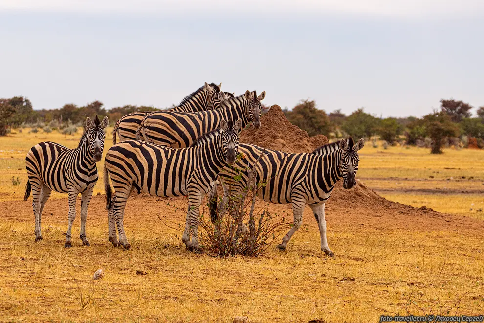 Национальный парк Этоша (National park Etosha) расположен на северо-западной
окраине пустыни Калахари на территории, занимаемой солончаком Этоша и прилегающими 
к нему саваннами. Весьма раскрученное место. Заповедник был основан в 1907 году, 
а статус национального парка получил в 1958 году. Границы Этоши неоднократно менялись. 
С 1975 года его площадь составляет 22275 км². В парке обитает большое количество 
диких животных. Встречаются 144 вида млекопитающих, в том числе саванный слон, чёрный 
носорог, горная зебра Хартмана, жираф, большой куду, канна, львы, гепарды и леопарды. 
Также проживает 340 видов птиц, 110 видов пресмыкающихся и 16 видов амфибий.