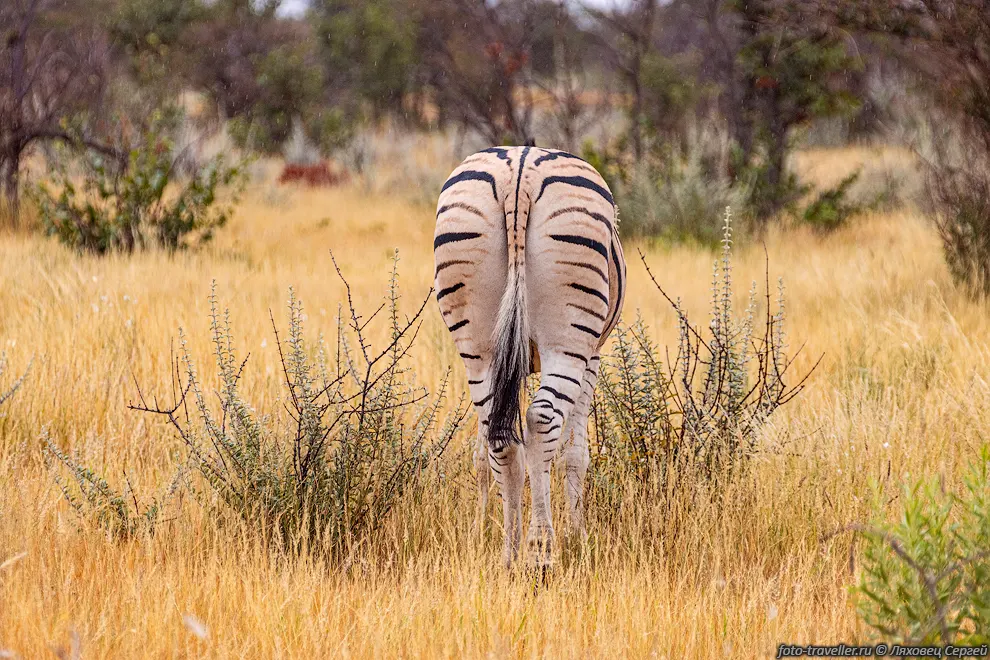 Зебра Хартманна (Equus zebra hartmannae) в Национальном парке
Этоша.