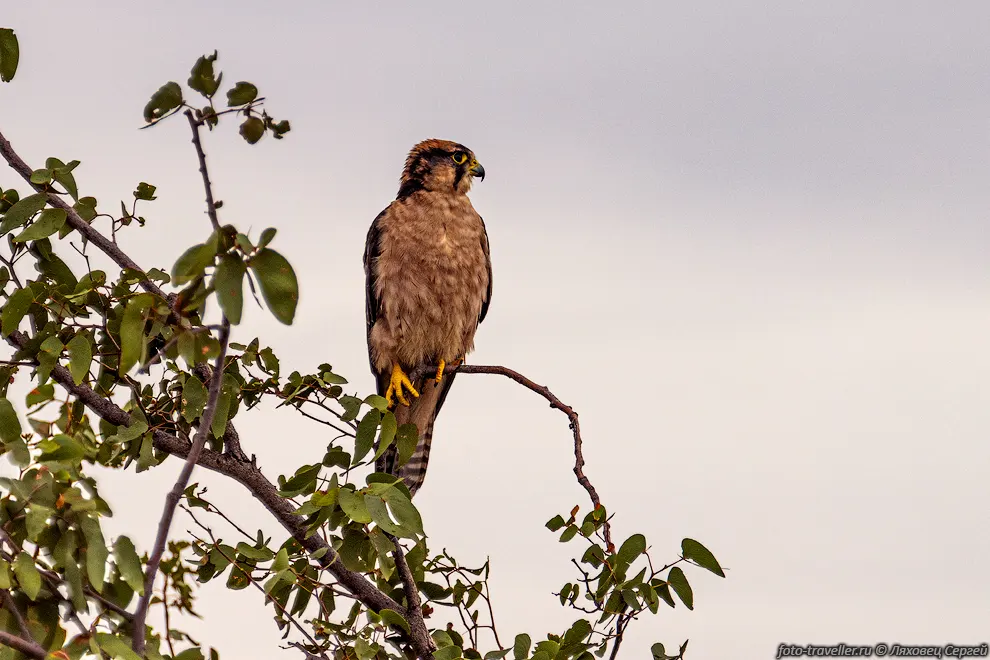 Средиземноморский сокол, ланнер (Falco biarmicus) в Национальном
парке Этоша.