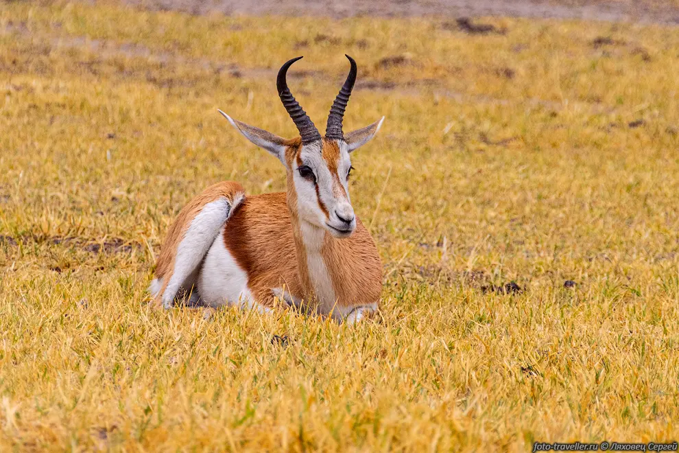 Спрингбок, антилопа-прыгун (Antidorcas marsupialis) в Национальном
парке Этоша.