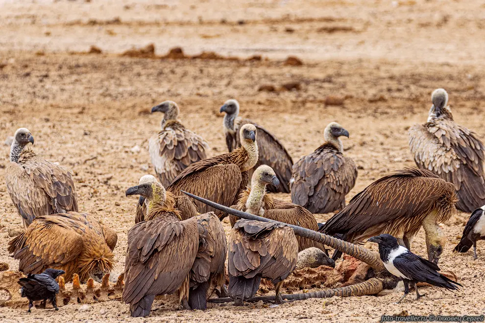 Африканский гриф (White-backed vultures, Gyps africanus) в национальном
парке Этоша