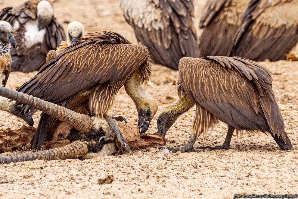 Африканский гриф (White-backed vultures, Gyps africanus) в Намибии.