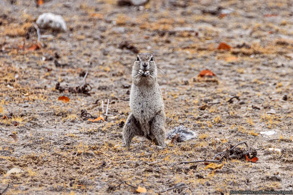 Капская земляная белка (Geosciurus inauris, Cape ground squirrel)
обитает в основном в сухих районах юга Африки от ЮАР до Ботсваны и Намибии.