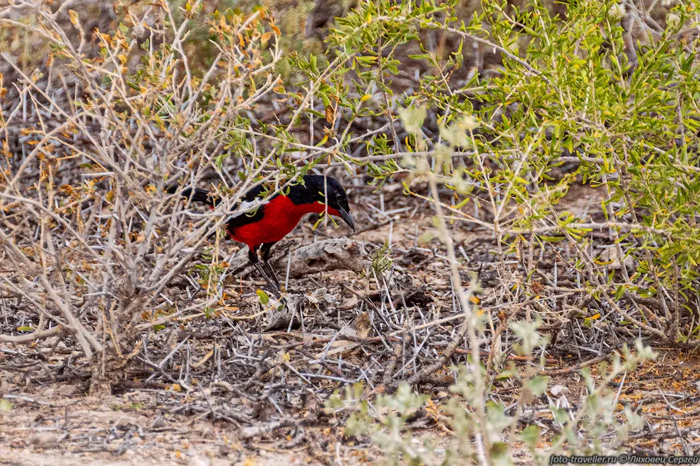 Красногрудый певчий сорокопут (Laniarius atrococcineus) обитает
в Южной Африке.
Они питаются насекомыми и другими мелкими животными. Сорокопут чрезвычайно проворен 
и беспокоен.
