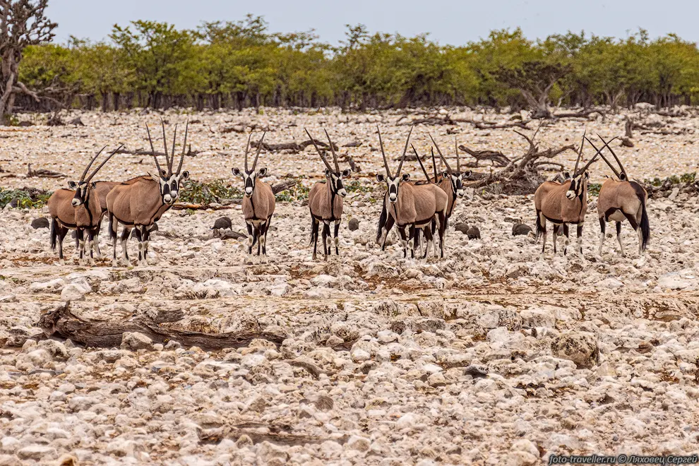 Орикс, сернобык (Oryx gazella) - саблерогие антилопы, обитающие
от Намибии до ЮАР.