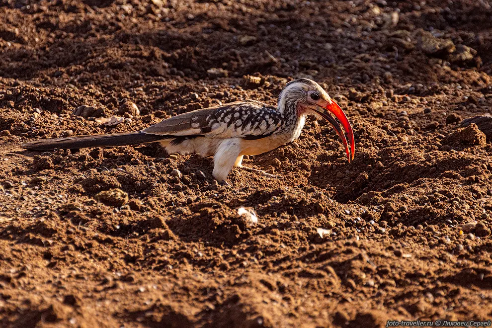 Красноклювый токо, красноклювый ток (Tockus erythrorhynchus) этот
вид птиц-носорогов обитает в Африке южнее Сахары.