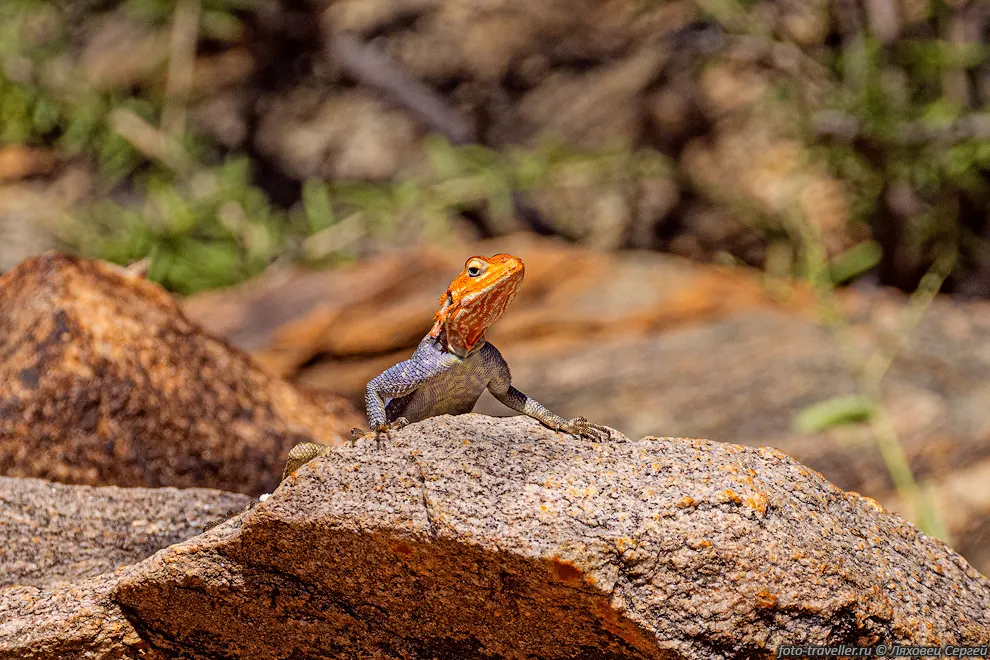 Агама колонистов, Агама обыкновенная, Красноголовая агама (Agama
agama) обитает на большей части Африки южнее Сахары. Взрослый самец в брачном наряде. 
Предпочитает скальную местность. Питается в основном насекомыми, иногда поедают 
растительную пищу, мелких млекопитающих и рептилий.