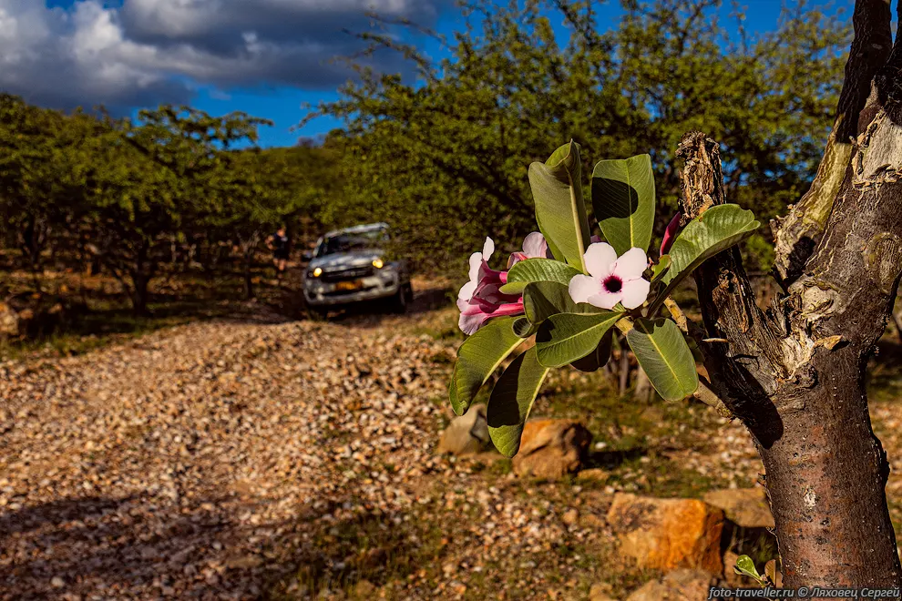 Адениум Бохмана, Адениум боехмианум (Adenium boehmianum) является
ядовитым суккулентом.
Эндемик засушливых регионов северной Намибии и южной Анголы.