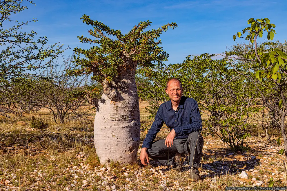 Пахиподиум Леала (Pachypodium lealii) - вид суккулентных деревьев.
Растет в Анголе и Намибии.